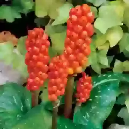 Arum